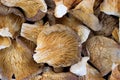 Close view of dried oyster mushrooms Royalty Free Stock Photo