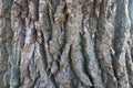 Close view of bark of black poplar
