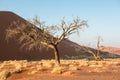 Close view of dry trees and plants during Namibian winter Royalty Free Stock Photo