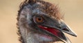 Close view of an emu head, Dromaius novaehollandiae.