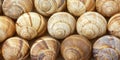 Close view of escargot shells in rows Royalty Free Stock Photo