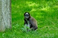 Eurasian monkey sitting in the grass Royalty Free Stock Photo