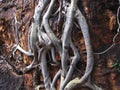 CLOSE VIEW OF EXPOSED GREY ROOTS OF A TREE GROWING UP AGAINST SHEER ROCK FACE