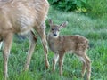 Close view of a fawn and doe feeding together on the olympic peninsula Royalty Free Stock Photo