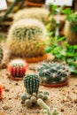 Close View Of Ferocactus Wislizeni In Botanical Garden