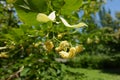 Close view of flowers of linden tree in June