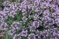 Close view of flowers of Thymus praecox Royalty Free Stock Photo