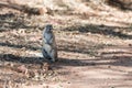 Close view of a fluffy ground squirrel at Etosha National Park Royalty Free Stock Photo