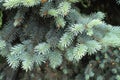 Close view of blue foliage of Picea pungens in spring