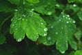 Close view on the fresh green leaf with water drops