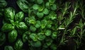 close view on fresh herbs bunch Royalty Free Stock Photo
