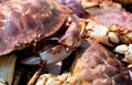 Very close view of a group of freshly caught live rock crabs in Maine