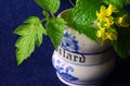 GREEN VEGETATIVE MATERIAL AND YELLOW FLOWERS IN AN OLD MUSTARD POT Royalty Free Stock Photo