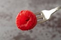 Close view of a freshly picked raspberry on a small fruit fork atop a gray background