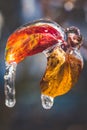 Leaves frozen in ice, close view clear Royalty Free Stock Photo