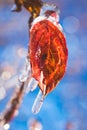 Red leaf frozen in ice, close view clear Royalty Free Stock Photo