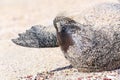 Close view of Galapagos sea lion lying in sand on Espanola Island, Galapagos National park, Ecuador. Royalty Free Stock Photo