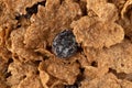 Close view of generic bran flakes with raisins