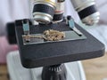 Close view of a gold chain being examined under a microscope in a laboratory Royalty Free Stock Photo