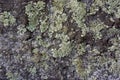 Close view of a granite hewn stone covered with lichen Royalty Free Stock Photo