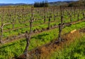 Grape vines at a vineyard in the spring in Napa Valley, California, USA Royalty Free Stock Photo