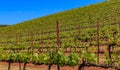 Close view of grape vines at a vineyard in the spring in Sonoma County, California, USA Royalty Free Stock Photo