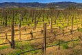 Grape vines at a vineyard in the spring in Napa Valley, California, USA Royalty Free Stock Photo