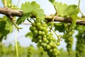 close-view of grapevine stem and tendrils