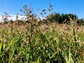 Close view of grass and timothey spikelets