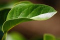 CLOSE VIEW OF GREEN AVOCADO LEAF