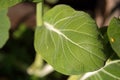 CLOSE VIEW OF GREEN BOCK CHOY LEAF