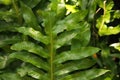 CLOSE VIEW OF FERN LEAF Royalty Free Stock Photo