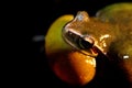 Green frog with yellow throat Royalty Free Stock Photo