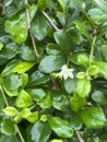 close view of green Fukien Tea leaves in the garden