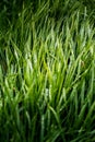 Close view of grass with dew drops Royalty Free Stock Photo