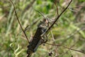 A close view of a Green Milkweed Locust