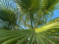 Close view of green small natural palm leaves narrow in warm tropical oriental country southern resort. Background, texture Royalty Free Stock Photo