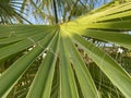 Close view of green small natural palm leaves narrow in warm tropical oriental country southern resort. Background, texture Royalty Free Stock Photo