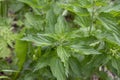 Close view on the green young Nettle leafs Nettle leaf Royalty Free Stock Photo