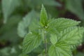 Close view on the green young Nettle leafs Nettle leaf Royalty Free Stock Photo