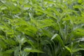 Close view on the green young Nettle leafs Nettle leaf Royalty Free Stock Photo