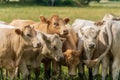 Herd of cows standing in a green summer field Royalty Free Stock Photo