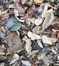 Close view of group texture of dry leaves Royalty Free Stock Photo