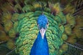 Close view on head of peacock bird with beautiful green tail. Royalty Free Stock Photo