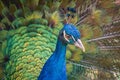 Close view on head of peacock bird with beautiful green tail. Royalty Free Stock Photo