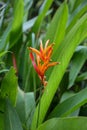 close view of heliconia psittacorum growing in nature