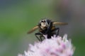 Close view of honey bee collecting pollen from a pink flower