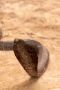 Close view of Indian Cobra snake with hood