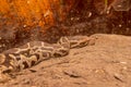Close view of Indian rock python Python molurus bivittatus or Tiger Python sitting on the dry surface. Wildlife photography