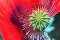 CLOSE VIEW OF INNER STRUCTURE OF RED POPPY FLOWER WITH MISSING PETAL